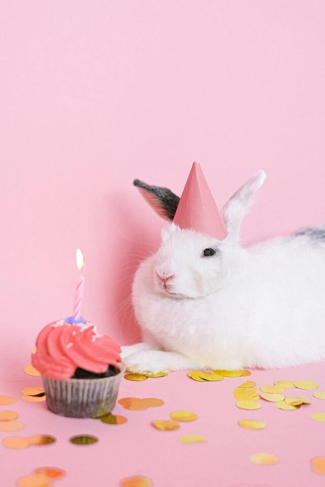 خرگوش کی سالگرہ